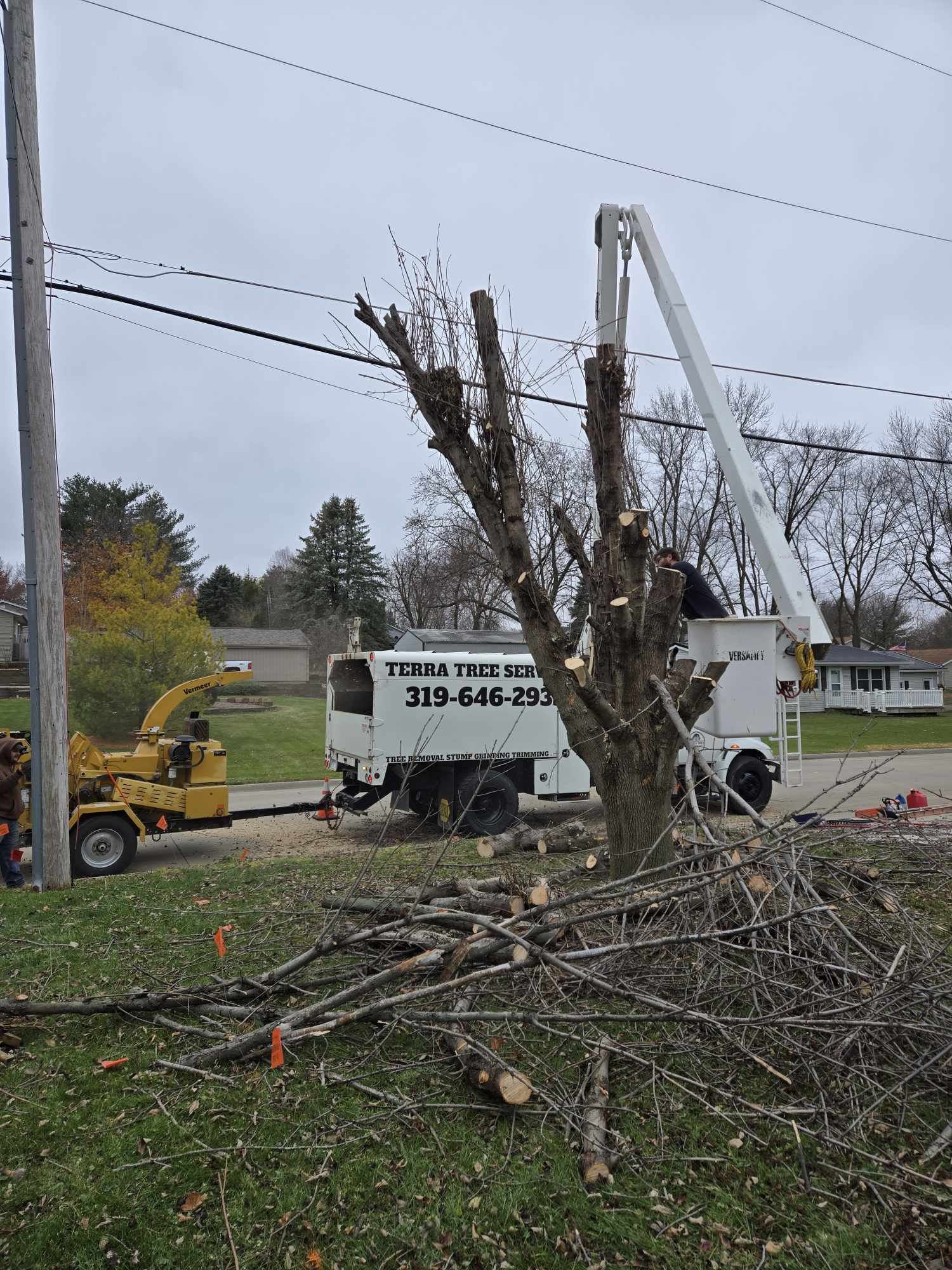Dead elm tree extraction in Iowa City, Iowa