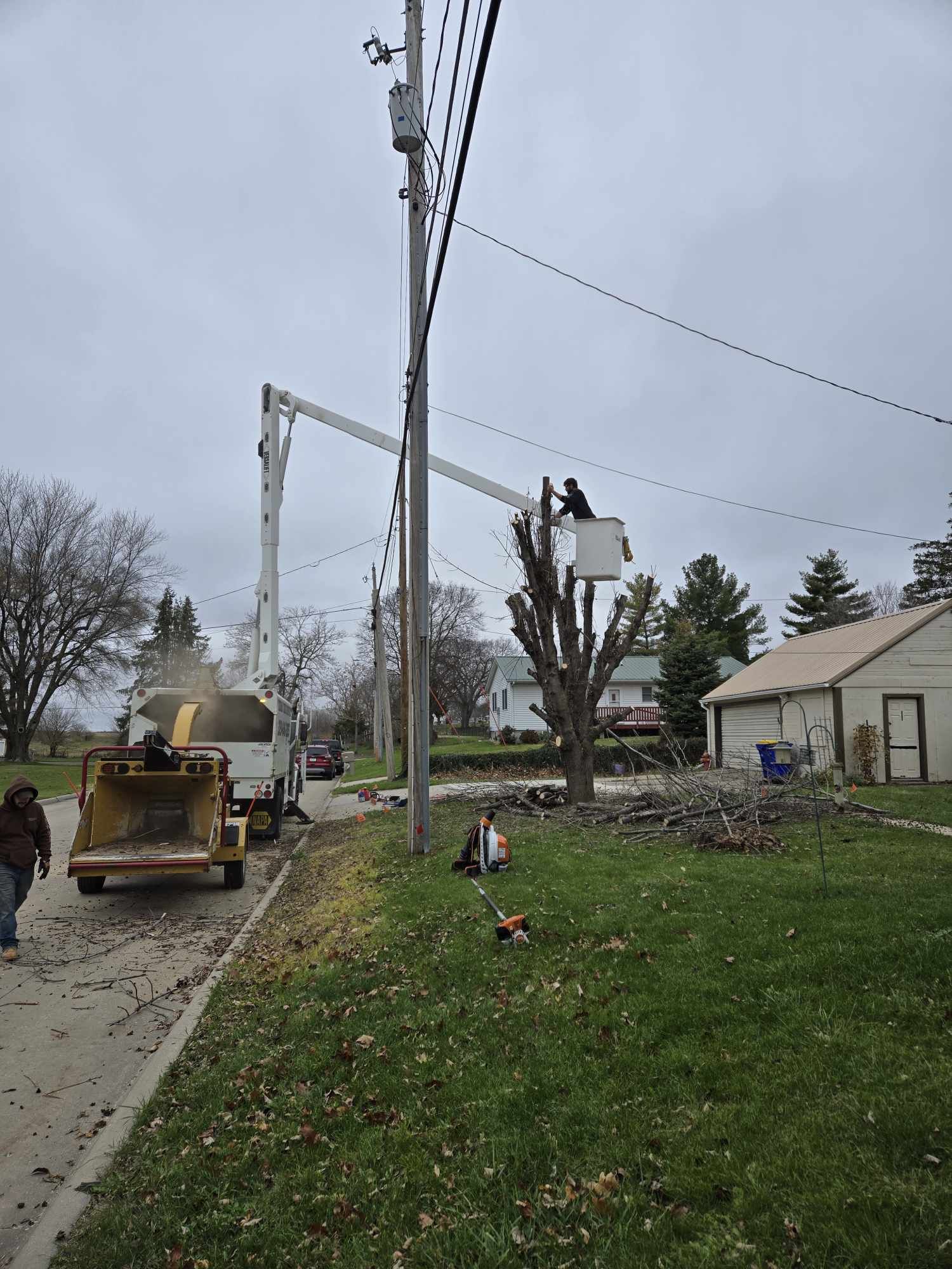 Large oak tree removal in Kalona, Iowa