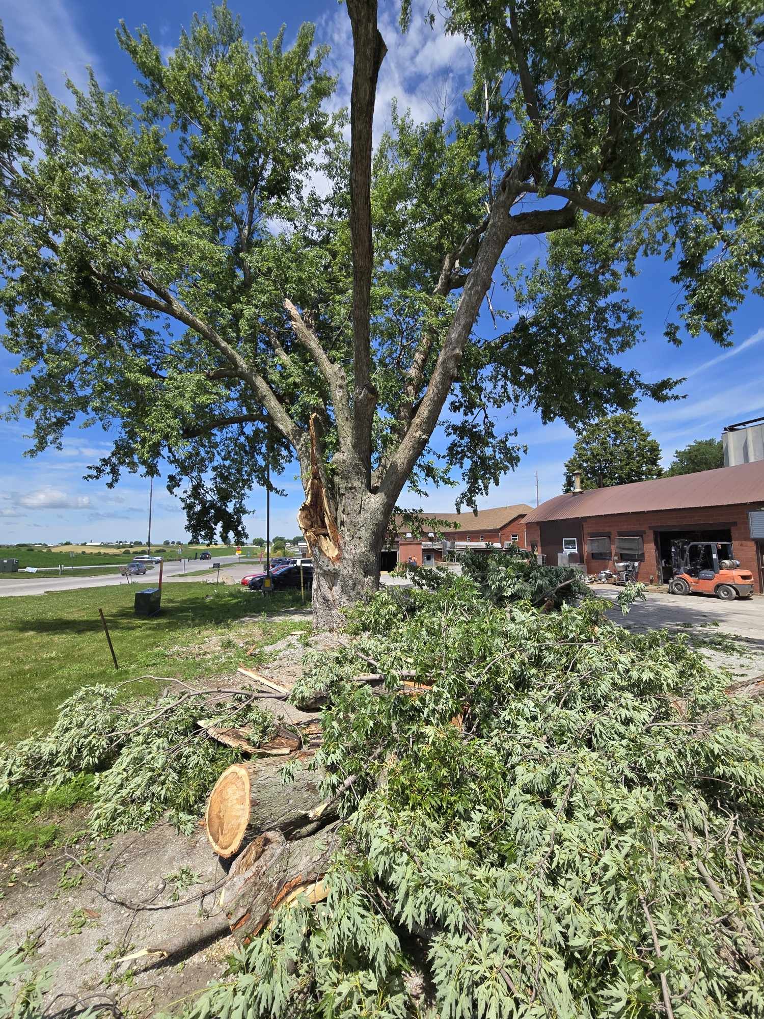 Tree Removal Kalona Iowa