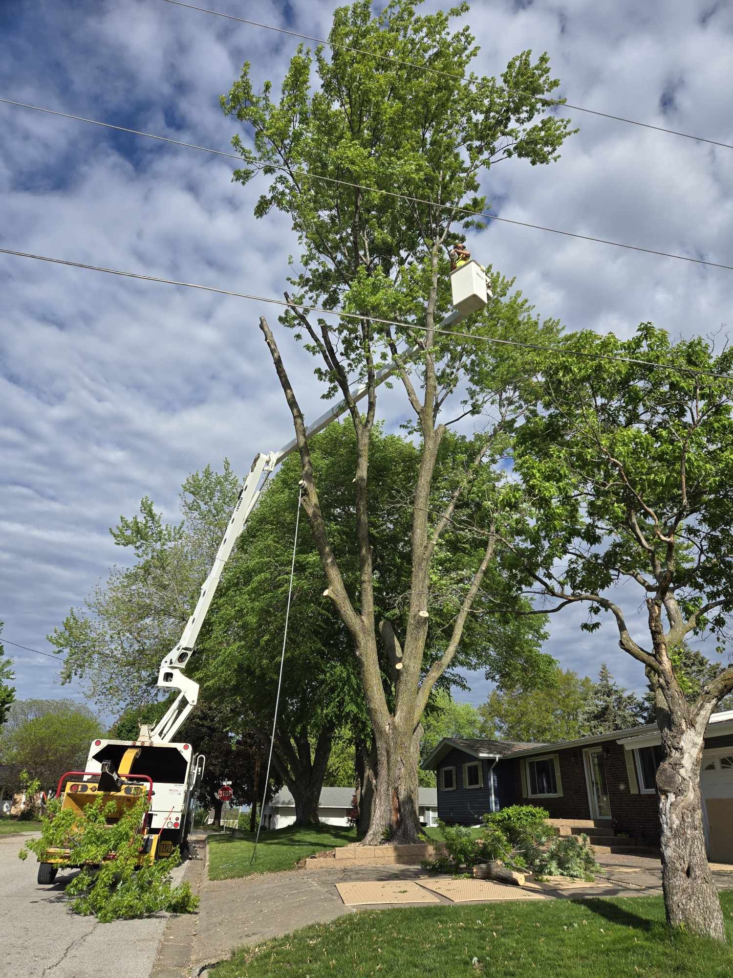 Dead elm tree extraction in Iowa City, Iowa